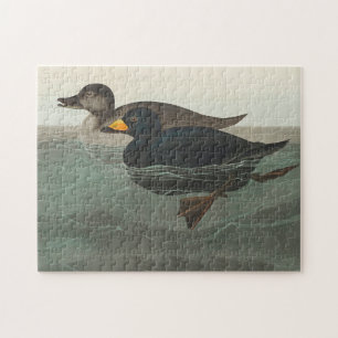Puzzle Impression de Macreuse noire d'Audubon : Canard cô