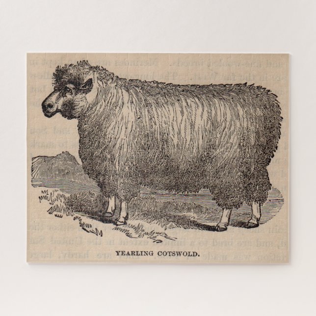 Puzzle Imprimé au 19e siècle année Cotswold brebis (Horizontal)