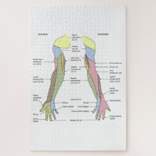 Puzzle Innervation cutanée du membre supérieur du système
