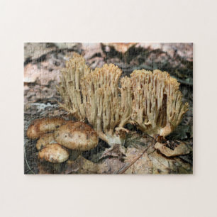 Puzzle Intéressant Champignons sauvages Nature