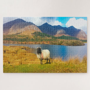 Puzzle Irish Wooly Sheep Galway Irlande.