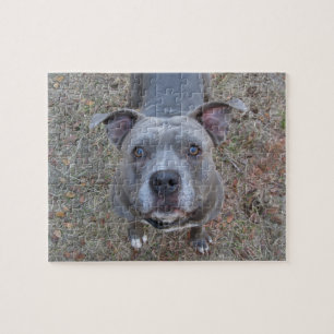 Puzzle irrésistible de Pitbull