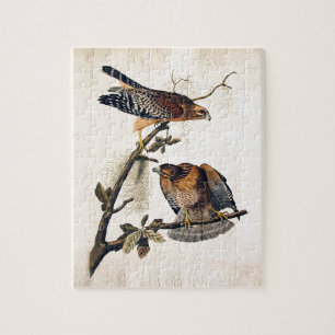 Puzzle J.J. Audubon (faucon épaulé rouge) (1829)