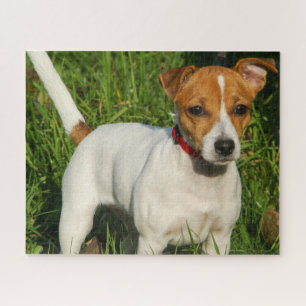 Puzzle Jack Russell Terrier Chien Chien Chien Chien Jigsa