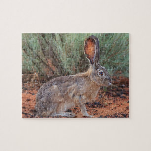 Puzzle Jacklapin du désert
