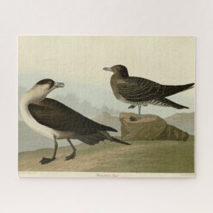 Puzzle Jager de Richardson de Audubon's Birds of America