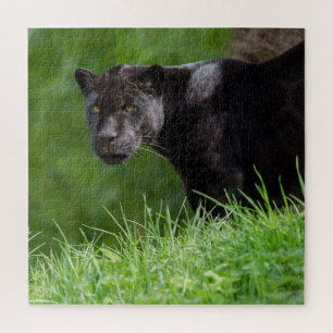 Puzzle Jaguar noir qui possède la lumière