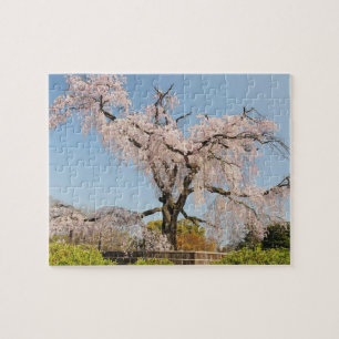 Puzzle Japon, Kyoto. Cerisier plumant sous ciel bleu