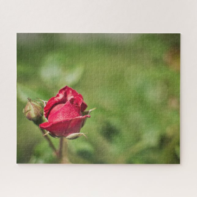 Puzzle Jardin romantique à fleurs de roses rouges (Horizontal)
