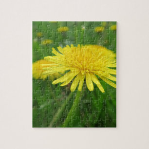 Puzzle jaune, betercup, plante, pissenlit, prairie,