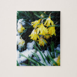 Puzzle Jaune Daffodils fleurs dans la neige