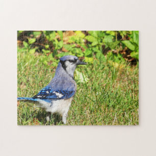 Puzzle Jay bleu du nord