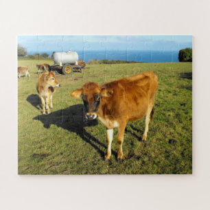 Puzzle Jersey calves in Jersey