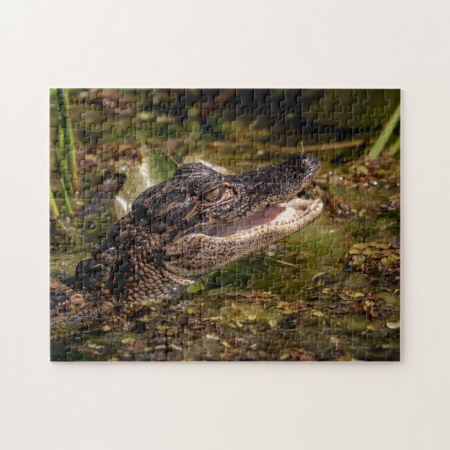 Puzzle Jeune Alligator (Horizontal)