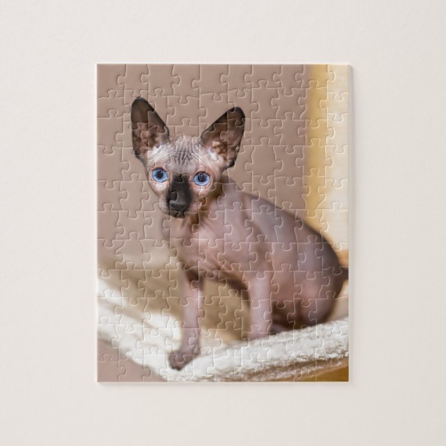 Puzzle Jeune chat de sphynx de colorpoint dans (Vertical)
