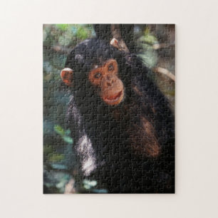 Puzzle Jeune chimpanzé