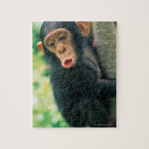 Puzzle Jeune chimpanzé (troglodytes de casserole)
