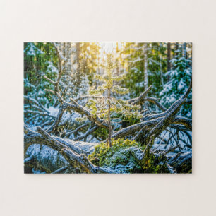 Puzzle Jeune épicéa poussant sur de vieilles racines