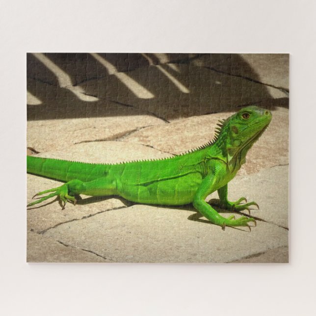Puzzle Jeune Iguana verte sur le chemin de la roche (Horizontal)