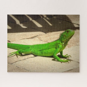 Puzzle Jeune Iguana verte sur le chemin du rock