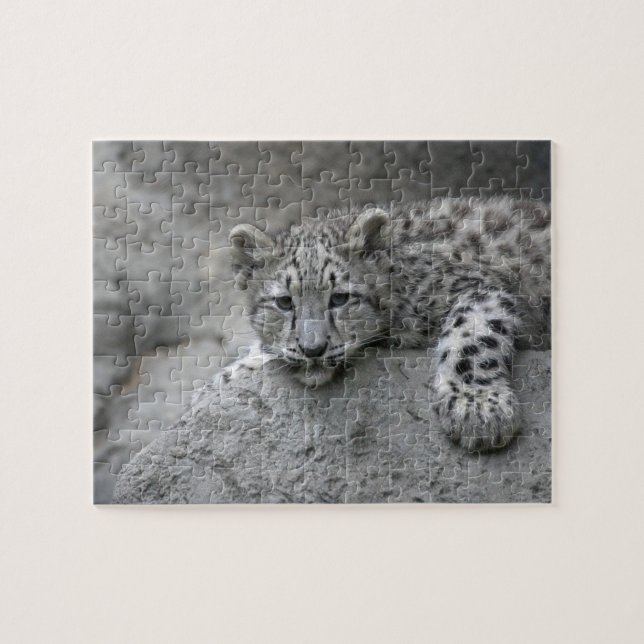 Puzzle Jeune léopard des neiges de 4 mois drapé sur un ro (Horizontal)