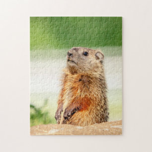 Puzzle Jeune marmotte