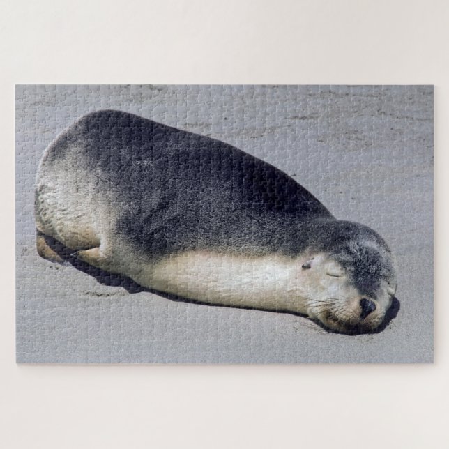 Puzzle Jeune phoque dormant sur la plage - Australie (Horizontal)