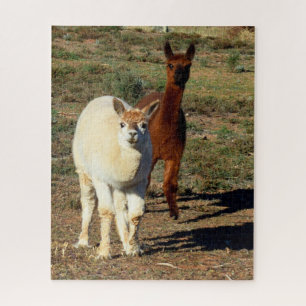 Puzzle Jeunes Alpacas Blancs Et Brown