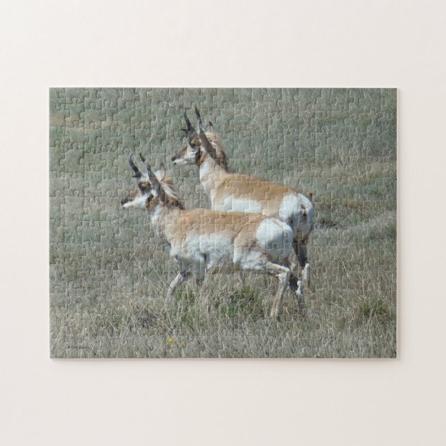 Puzzle Jeunes mâles d'antilope pronghorn A27 (Horizontal)