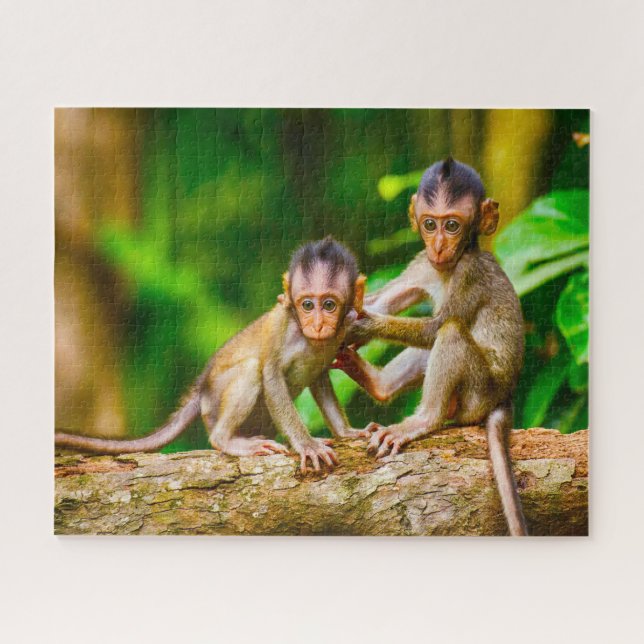 Puzzle Jeunes singes. (Horizontal)