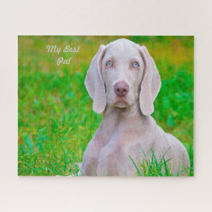 Puzzle Jigsaws de Chien Weimaraner.