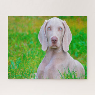 Puzzle Jigsaws de Chien Weimaraner.