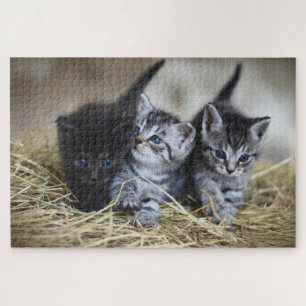 Puzzle Joli Chatons