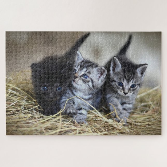 Puzzle Joli Chatons (Horizontal)