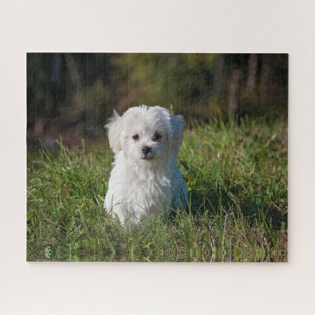 Puzzle Joli chiot blanc (Horizontal)