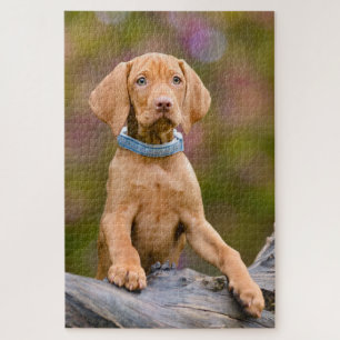 Puzzle Joli chiot hongrois Vizsla Chien Chien Chien Chien
