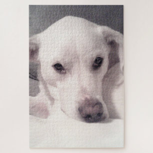 Puzzle Joli oeil à l'âme Chien chiot blanc et gris