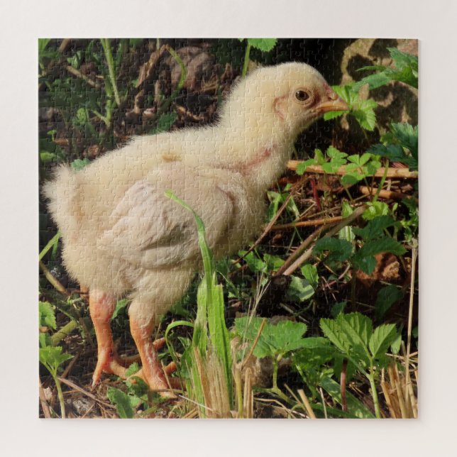 Puzzle joli petit poulet, poussins de poulet, bien sûr, (Vertical)