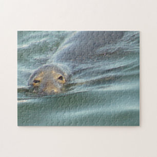 Puzzle Joli phoque de Cape Cod
