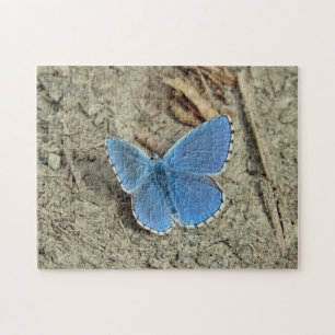 Puzzle Jolie photo de papillon bleu