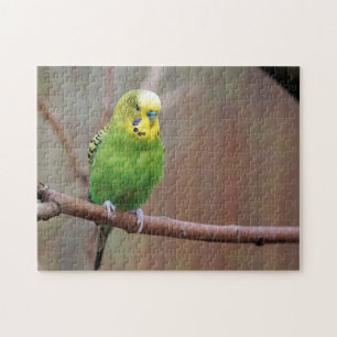 Puzzle Jolie photo Green Budgie