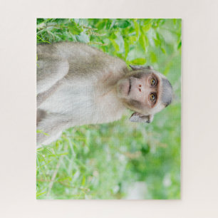 Puzzle Jote jeune Brown singe araignée