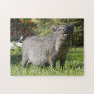 Puzzle Joyeux animal de compagnie Mini Cochon