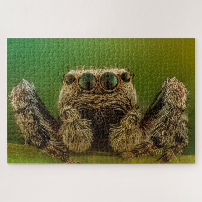 Puzzle Jumping spider photo (Horizontal)