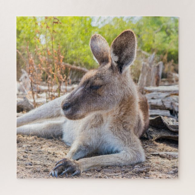 Puzzle Kangaroo Australienne Se Reposer (Vertical)