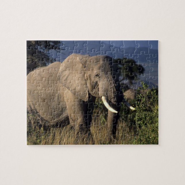 Puzzle Kenya : Amboseli, éléphant africain masculin (Horizontal)