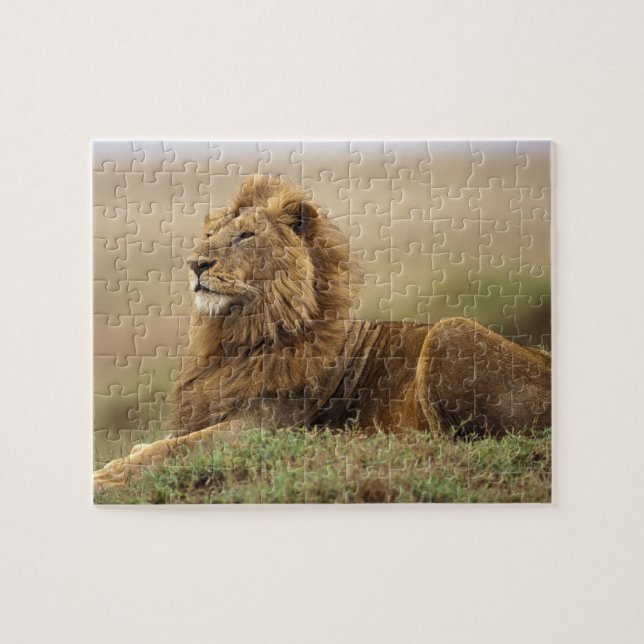 Puzzle Kenya, Masai Mara | Lion mâle (Horizontal)