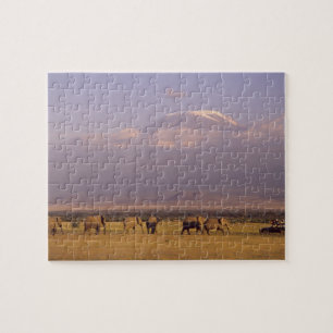 Puzzle Kenya : parc national d'Amboseli, Éléphants