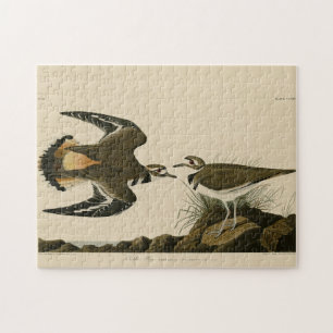 Puzzle Kildeer Plover (Killdeer) Audubon Birds of America