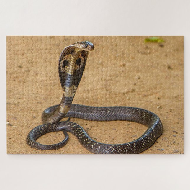 Puzzle King Cobra (Horizontal)